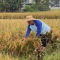 Anggota DPRD Kotabaru ini Pilih Turun ke Sawah Saat Mudik ke Jawa