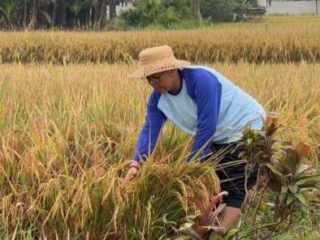 Anggota DPRD Kotabaru ini Pilih Turun ke Sawah Saat Mudik ke Jawa